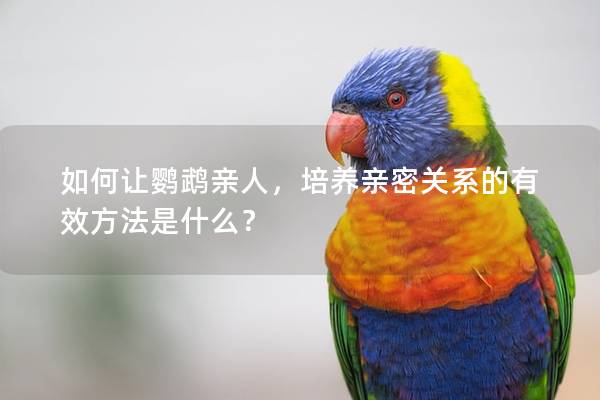 如何让鹦鹉亲人，培养亲密关系的有效方法是什么？