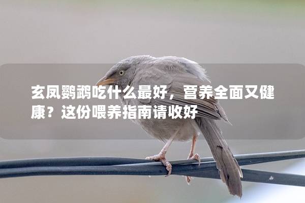 玄凤鹦鹉吃什么最好，营养全面又健康？这份喂养指南请收好