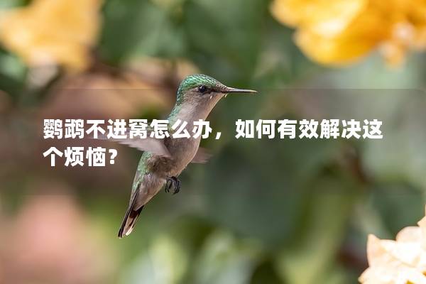 鹦鹉不进窝怎么办，如何有效解决这个烦恼？