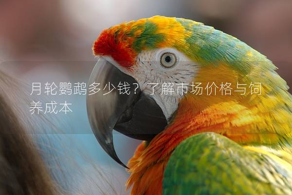 月轮鹦鹉多少钱？了解市场价格与饲养成本