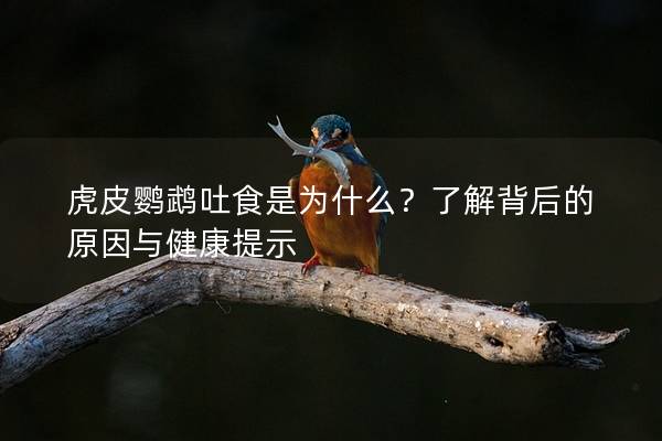 虎皮鹦鹉吐食是为什么？了解背后的原因与健康提示