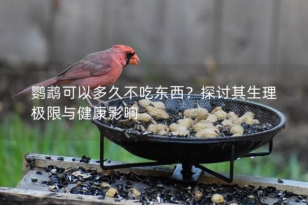 鹦鹉可以多久不吃东西？探讨其生理极限与健康影响