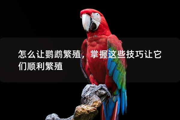 怎么让鹦鹉繁殖，掌握这些技巧让它们顺利繁殖