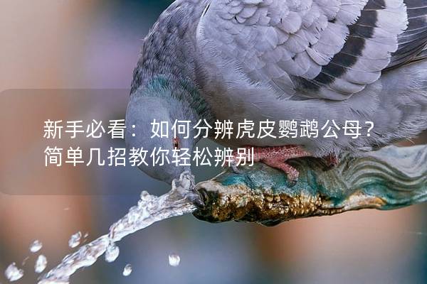 新手必看：如何分辨虎皮鹦鹉公母？简单几招教你轻松辨别