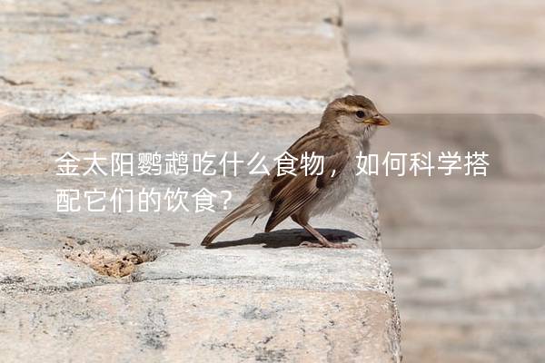 金太阳鹦鹉吃什么食物，如何科学搭配它们的饮食？