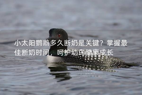 小太阳鹦鹉多久断奶是关键？掌握最佳断奶时间，呵护幼鸟健康成长
