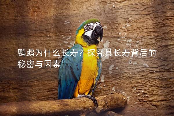鹦鹉为什么长寿？探究其长寿背后的秘密与因素