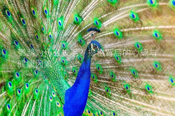 鹦鹉为什么拔毛？揭秘背后的心理与健康因素