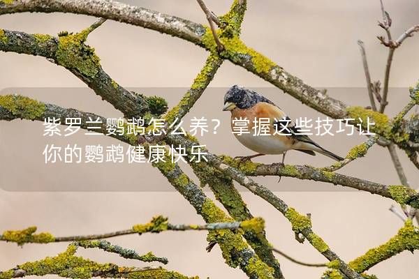 紫罗兰鹦鹉怎么养？掌握这些技巧让你的鹦鹉健康快乐