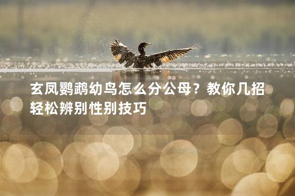 玄凤鹦鹉幼鸟怎么分公母？教你几招轻松辨别性别技巧