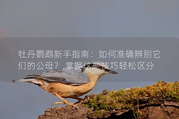 牡丹鹦鹉新手指南：如何准确辨别它们的公母？,掌握这些技巧轻松区分