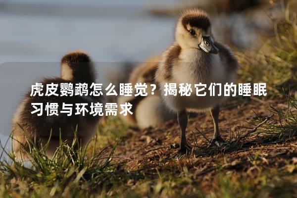 虎皮鹦鹉怎么睡觉？揭秘它们的睡眠习惯与环境需求
