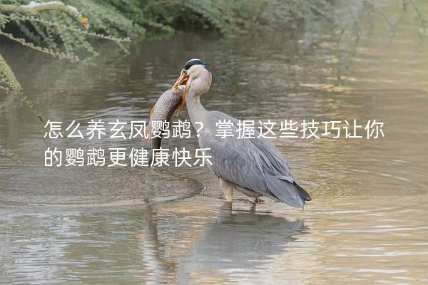 怎么养玄凤鹦鹉？掌握这些技巧让你的鹦鹉更健康快乐