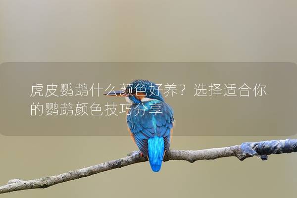 虎皮鹦鹉什么颜色好养？选择适合你的鹦鹉颜色技巧分享