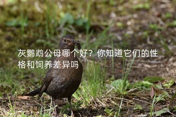 灰鹦鹉公母哪个好？你知道它们的性格和饲养差异吗