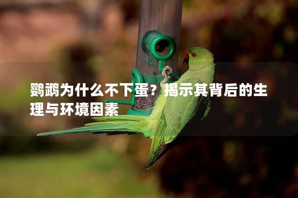 鹦鹉为什么不下蛋？揭示其背后的生理与环境因素