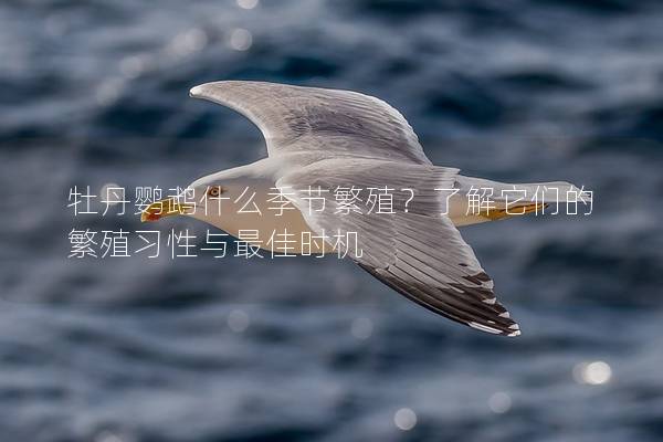 牡丹鹦鹉什么季节繁殖？了解它们的繁殖习性与最佳时机