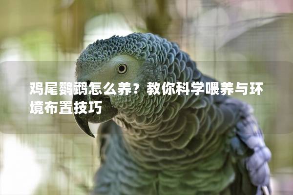 鸡尾鹦鹉怎么养？教你科学喂养与环境布置技巧