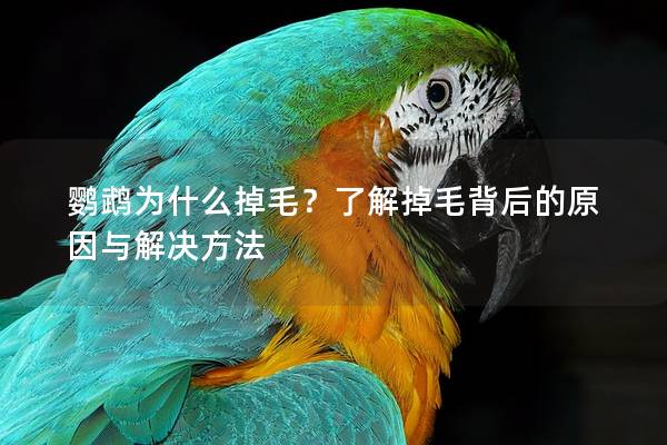 鹦鹉为什么掉毛？了解掉毛背后的原因与解决方法