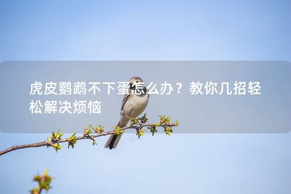 虎皮鹦鹉不下蛋怎么办？教你几招轻松解决烦恼
