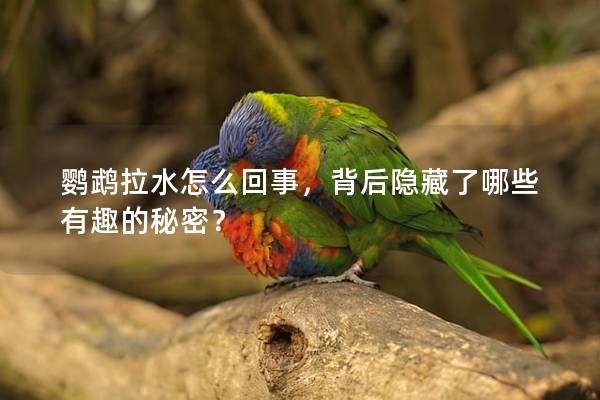 鹦鹉拉水怎么回事，背后隐藏了哪些有趣的秘密？