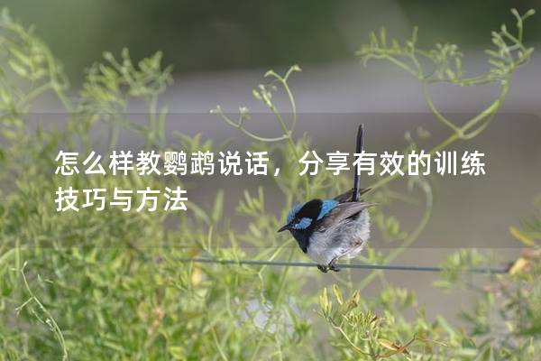 怎么样教鹦鹉说话，分享有效的训练技巧与方法