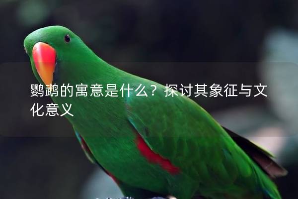 鹦鹉的寓意是什么？探讨其象征与文化意义