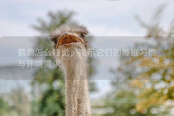 鹦鹉怎么睡觉，揭示它们的睡眠习惯与环境需求