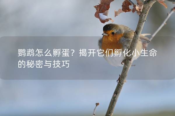 鹦鹉怎么孵蛋？揭开它们孵化小生命的秘密与技巧