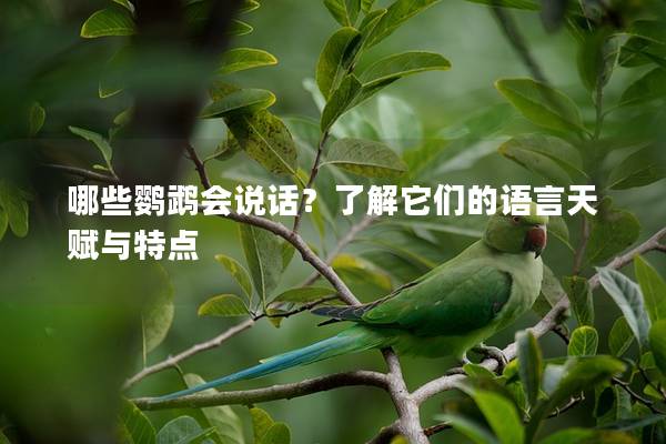 哪些鹦鹉会说话？了解它们的语言天赋与特点