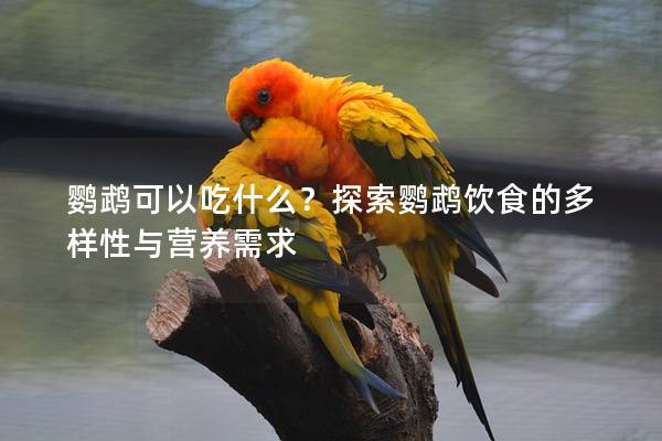 鹦鹉可以吃什么？探索鹦鹉饮食的多样性与营养需求