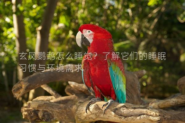 玄凤鹦鹉怎么睡觉？了解它们的睡眠习惯与环境需求