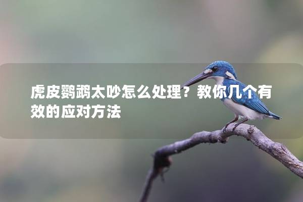 虎皮鹦鹉太吵怎么处理？教你几个有效的应对方法