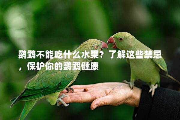 鹦鹉不能吃什么水果？了解这些禁忌，保护你的鹦鹉健康