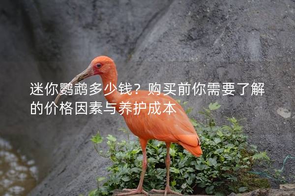 迷你鹦鹉多少钱？购买前你需要了解的价格因素与养护成本