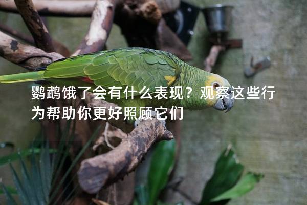 鹦鹉饿了会有什么表现？观察这些行为帮助你更好照顾它们