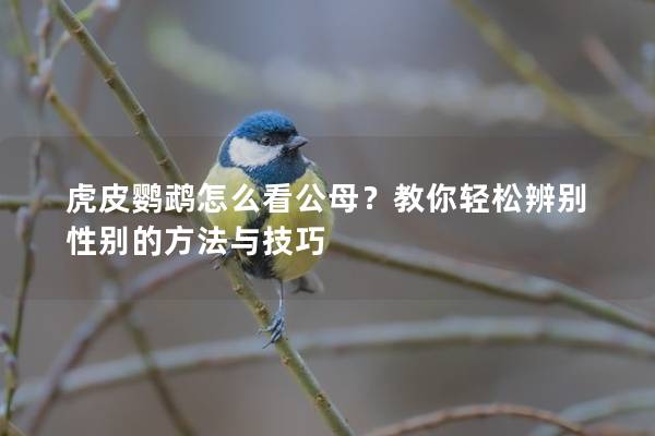 虎皮鹦鹉怎么看公母？教你轻松辨别性别的方法与技巧