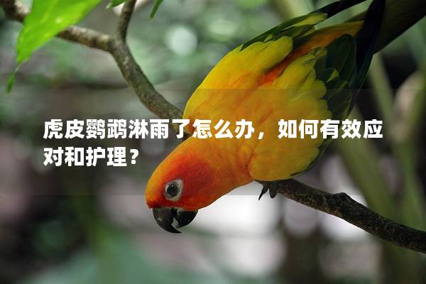 虎皮鹦鹉淋雨了怎么办，如何有效应对和护理？