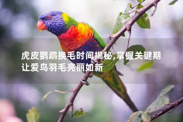 虎皮鹦鹉换毛时间揭秘,掌握关键期让爱鸟羽毛亮丽如新