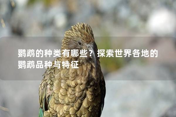 鹦鹉的种类有哪些？探索世界各地的鹦鹉品种与特征