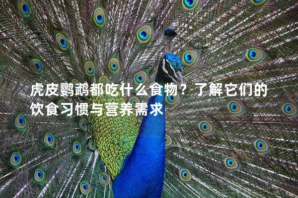 虎皮鹦鹉都吃什么食物？了解它们的饮食习惯与营养需求