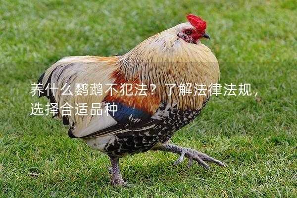 养什么鹦鹉不犯法？了解法律法规，选择合适品种