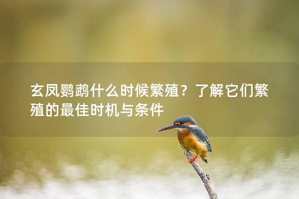 玄凤鹦鹉什么时候繁殖？了解它们繁殖的最佳时机与条件