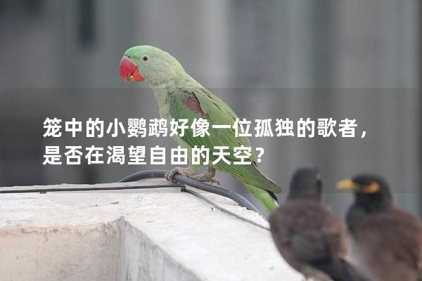 笼中的小鹦鹉好像一位孤独的歌者，是否在渴望自由的天空？