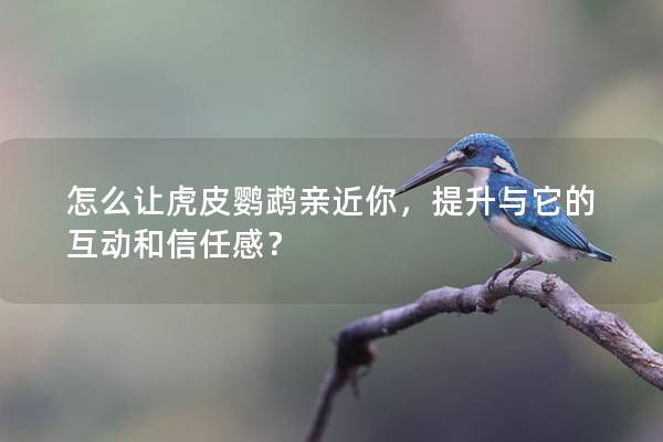 怎么让虎皮鹦鹉亲近你，提升与它的互动和信任感？