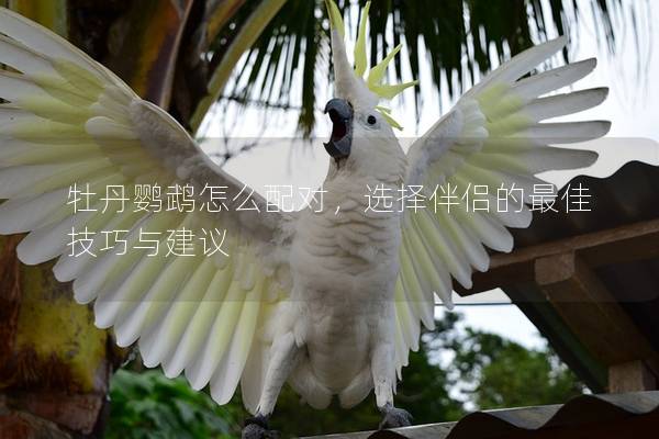 牡丹鹦鹉怎么配对，选择伴侣的最佳技巧与建议