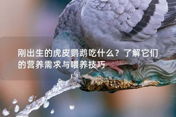 刚出生的虎皮鹦鹉吃什么？了解它们的营养需求与喂养技巧