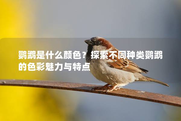 鹦鹉是什么颜色？探索不同种类鹦鹉的色彩魅力与特点