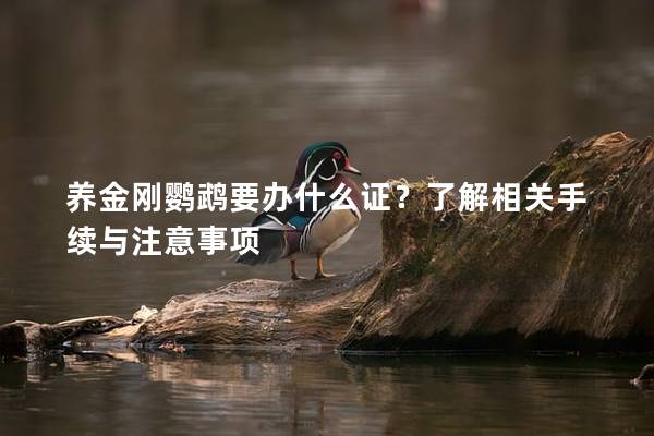 养金刚鹦鹉要办什么证？了解相关手续与注意事项