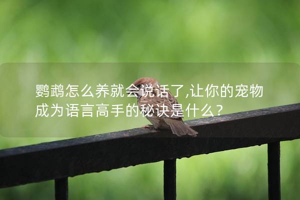 鹦鹉怎么养就会说话了,让你的宠物成为语言高手的秘诀是什么？